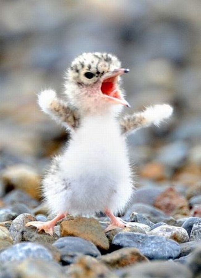 ¡Soy el rey!