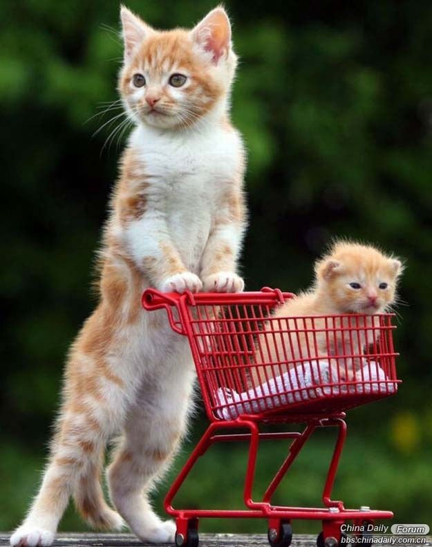 ¿Hoy que toca comprar?
