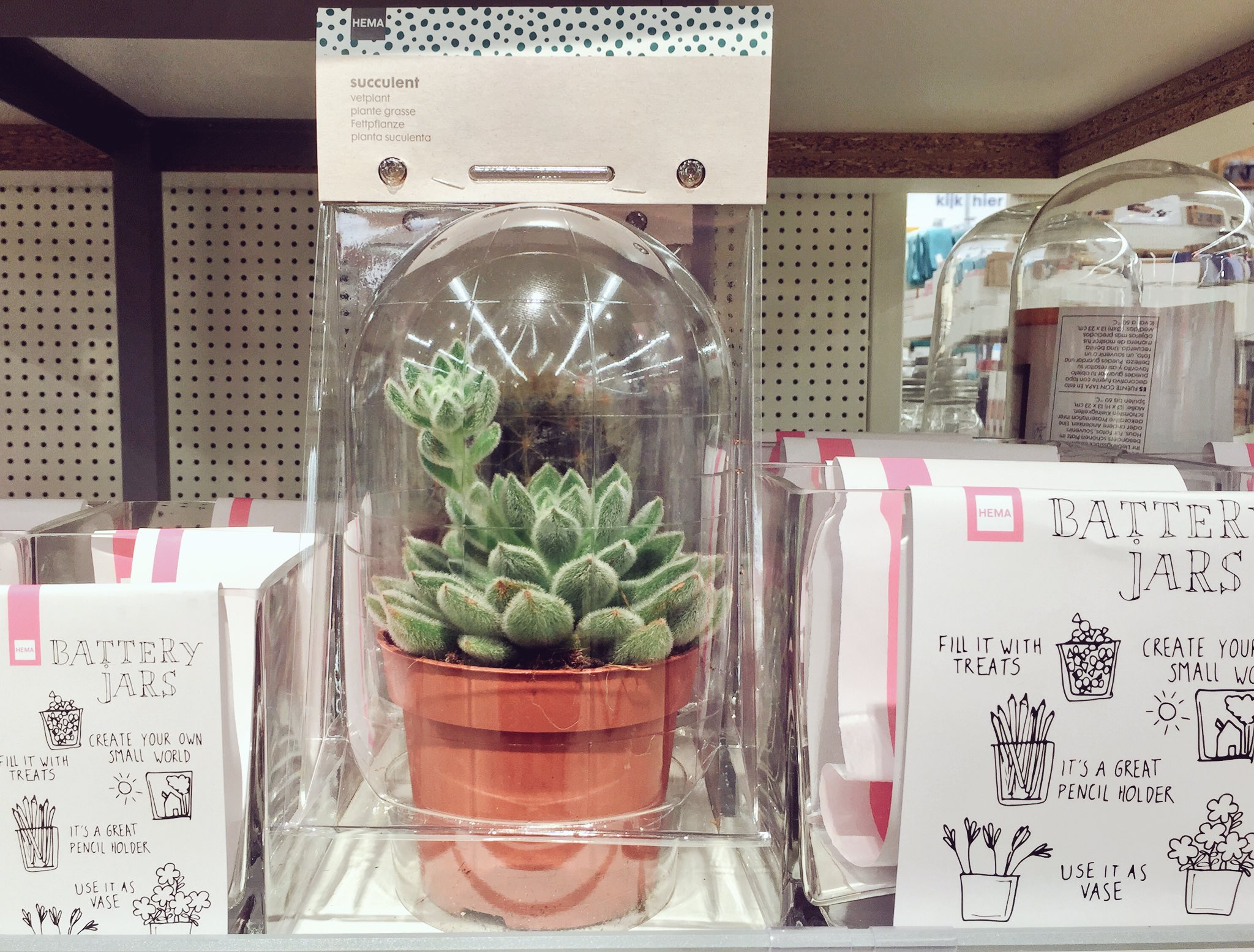 tank suspensie Tussendoortje NTRLK on Twitter: "Real life nature gespot @HEMA #succulent #cactus #new  #consumer #inspiration #realexperience #daretobegin #adventure  https://t.co/7NSpENIa8u" / Twitter