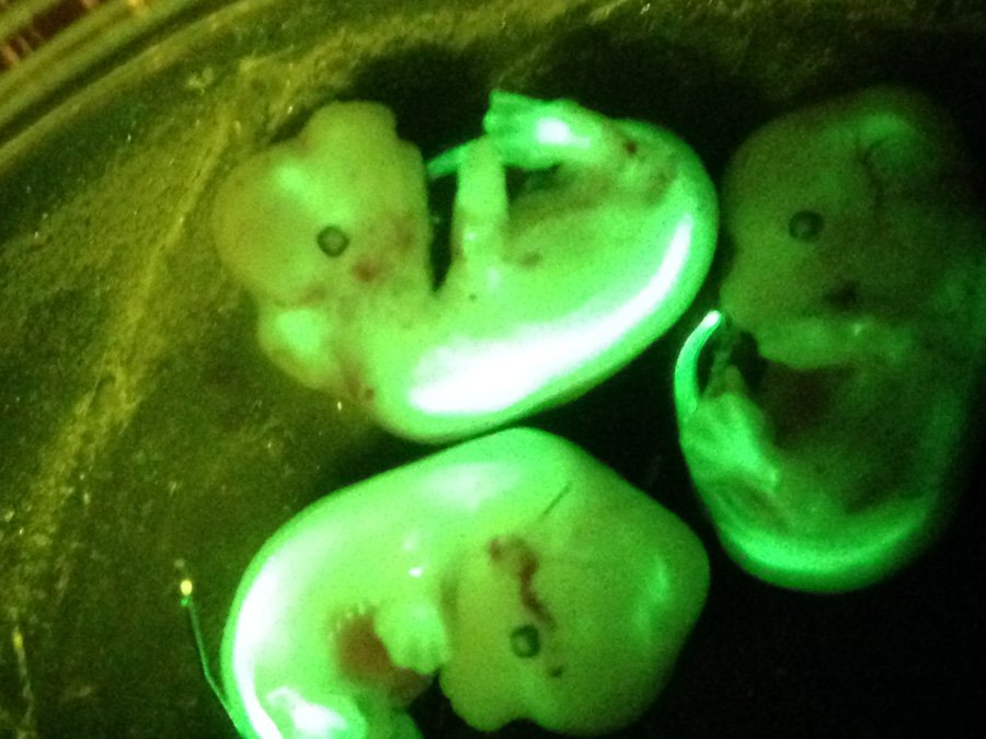 NIGHTSEA29's tweet photo. New blog post on sorting #GFP #mouse embryos with #fluorescence https://t.co/jMPYhrm5rp https://t.co/kpyfqC7H2B