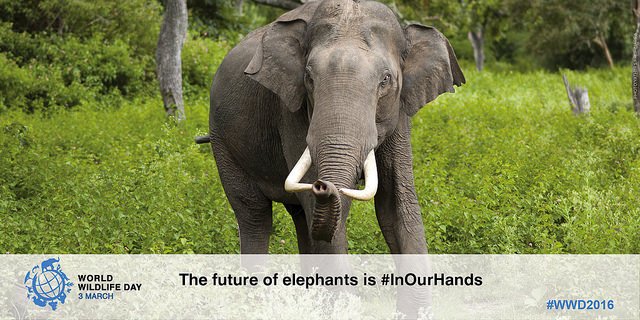 UNODC's tweet photo. #Wildlife conservation is a shared responsibility. The future of elephants is #InOurHands. 3 March is @WildlifeDay https://t.co/55nh2GnSzl