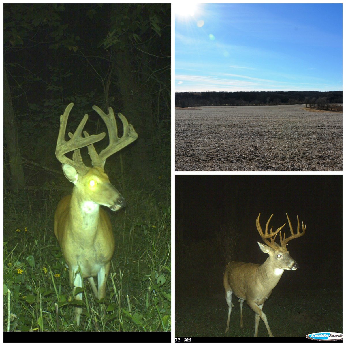 Whitetail Land Sales (WhitetailLand) Twitter
