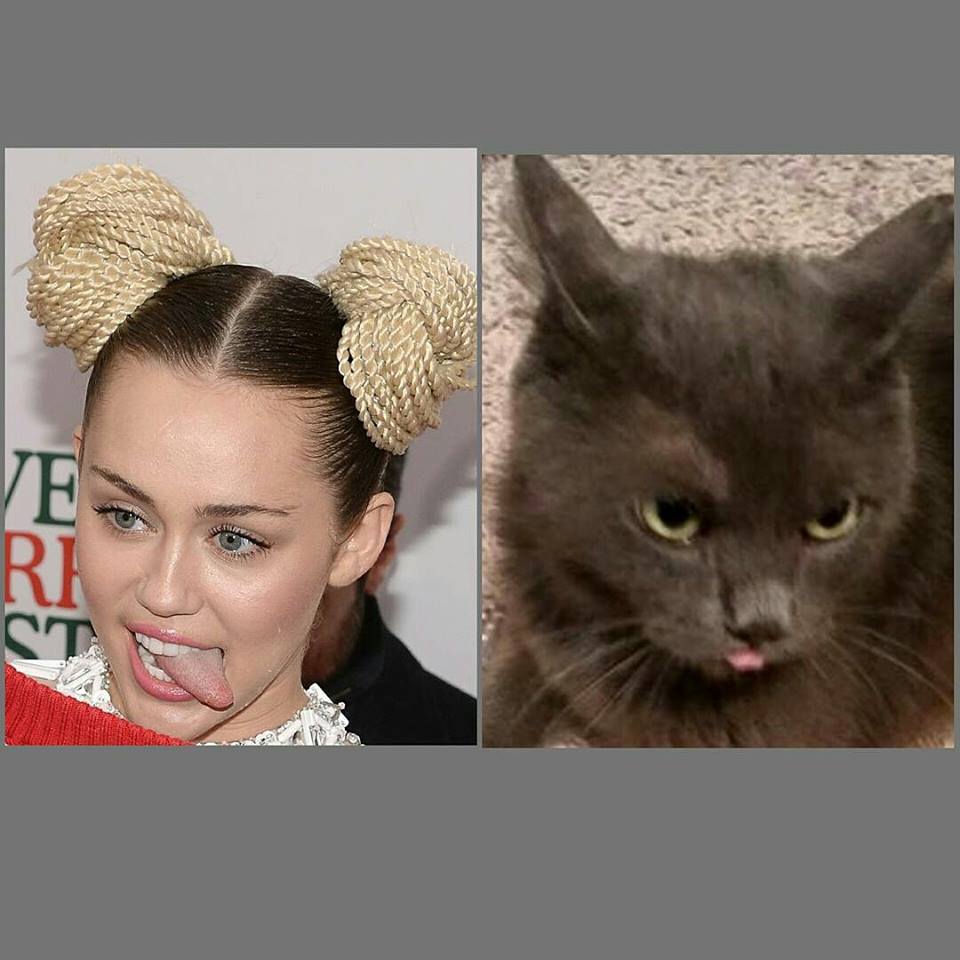 IndysMix's tweet photo. So #TrumpYourCat is trending but I think my Grayson looks more like Miley, don't you? - @KJonair  
#MileyMyCat https://t.co/qapc9tuuzD