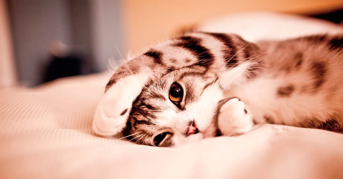HappyCatCL's tweet photo. Nueva Entrada: ¿Donde deben dormir los gatos? https://t.co/fO2NJoy7A6 https://t.co/oFeENH47q6
