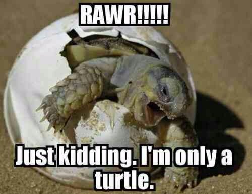 reffieraptor's tweet photo. Because everybody wants to be a #dinosaur here's today's deceptive #Dinooftheday #turtles #DinosaurSighting https://t.co/2OcIE9U8zP
