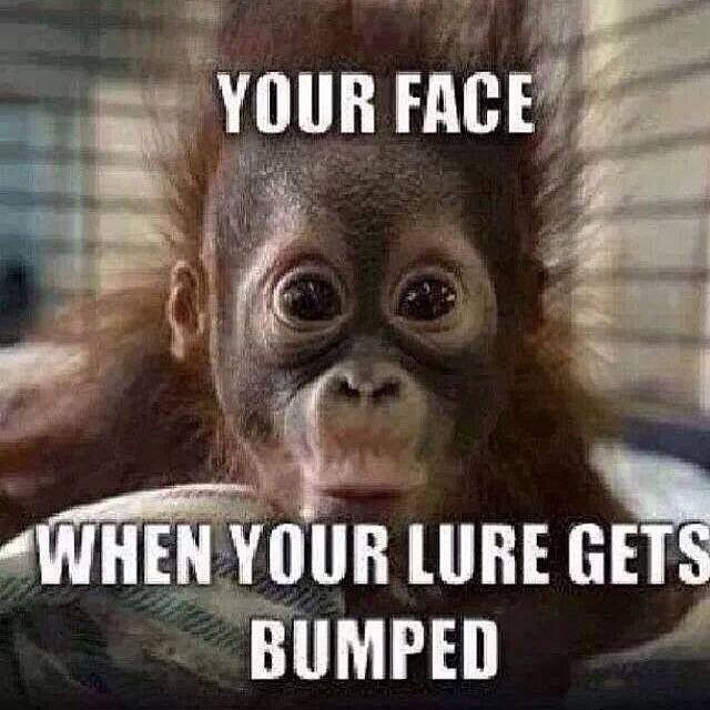 Bassin_Away's tweet photo. @mike_Iaconelli been fishing for years and this is still so true! #fishing #lovethebite https://t.co/VzzCttSYEM
