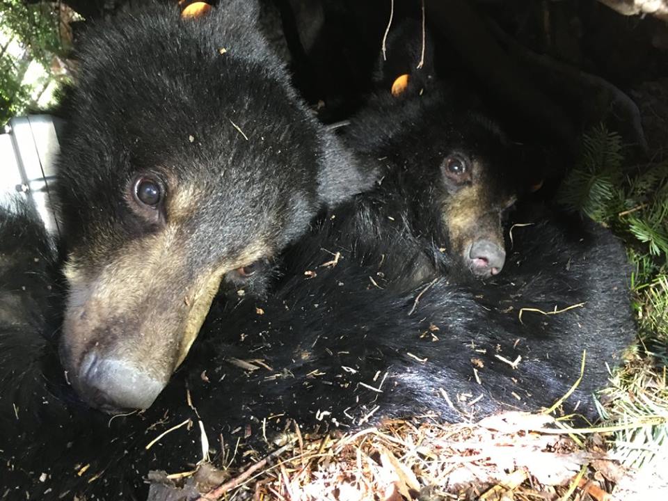unityonsocial's tweet photo. Exciting updates from our #BearStudy team; see mother & two cubs doing well. MORE PHOTOS: https://t.co/drEDUFSwDi https://t.co/JowJatrS0L