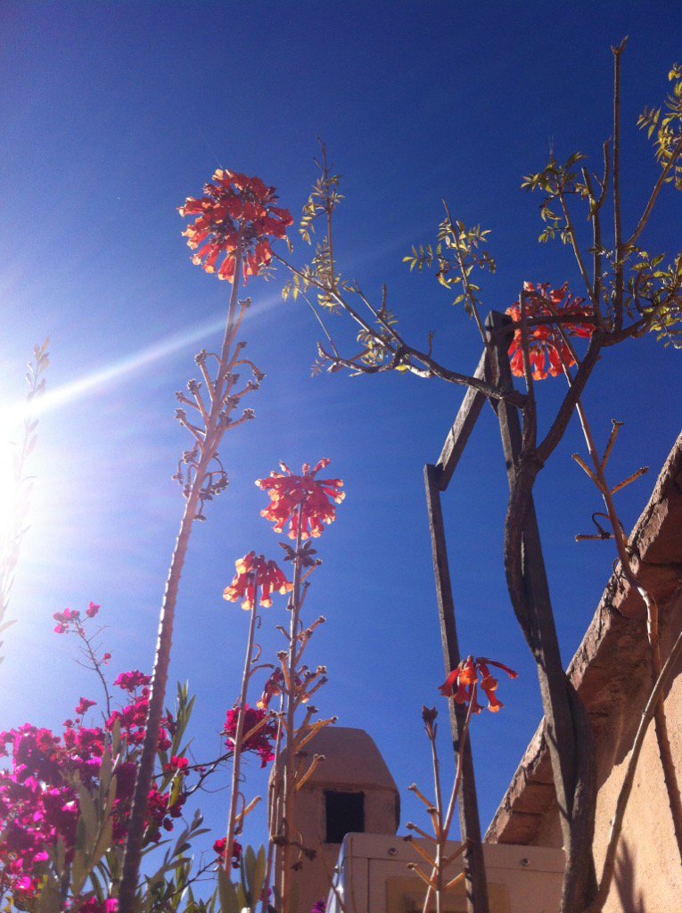 Lovely to be sunbathing on the rooftop today amongst the strange plants. #riadchameleon #Marrakech #marrakechholiday