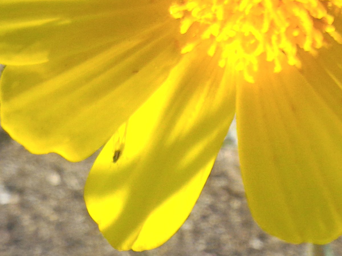 weisballet's tweet photo. #DeathValley #Superbloom #BugsAreCute https://t.co/h9C2TsJWdB