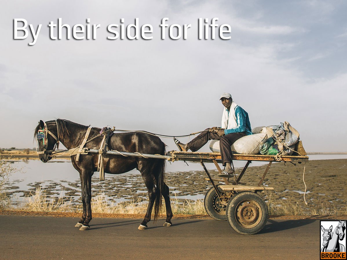 TheBrooke's tweet photo. Please RT this image to spread awareness for working horses around the world #ByTheirSideForLife https://t.co/VHOu4QS9Fj