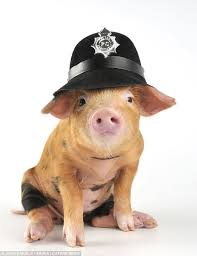 ErinKKPayne's tweet photo. Today is NATIONAL PIG DAY - No Kidding! Have you hugged your pig today? https://t.co/Bs2HdDeX0k #OPD https://t.co/poEHniCL7M