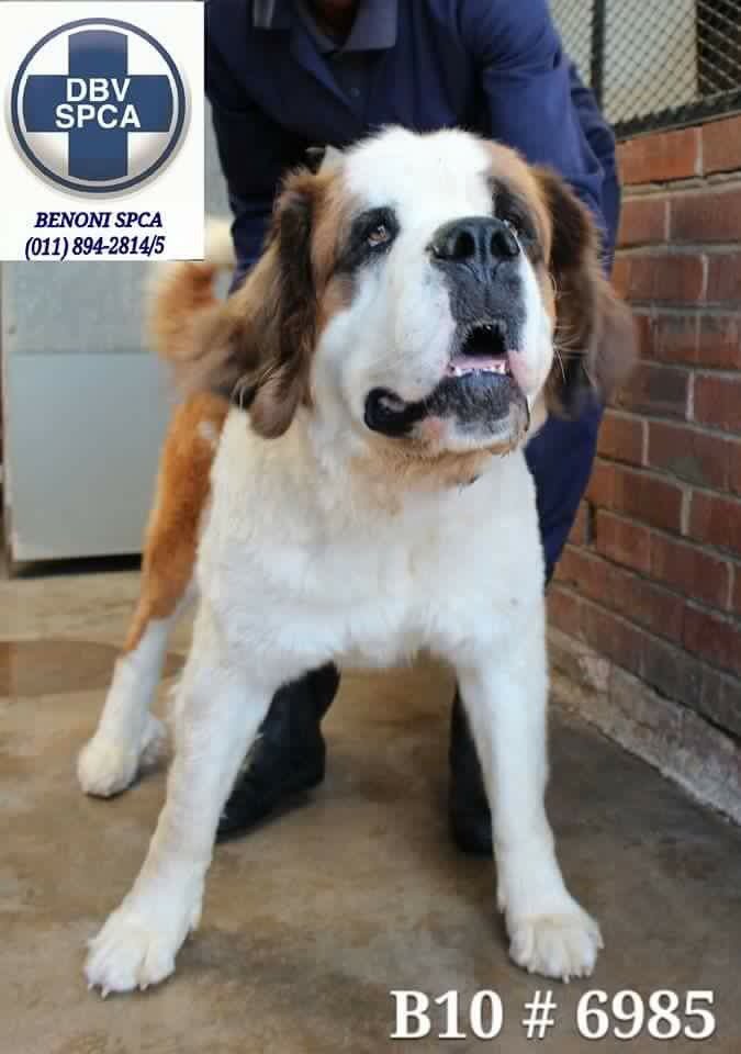 Forever Home needed for beyond beautiful 18 month old StBernard girl at BenoniSPCA please share.