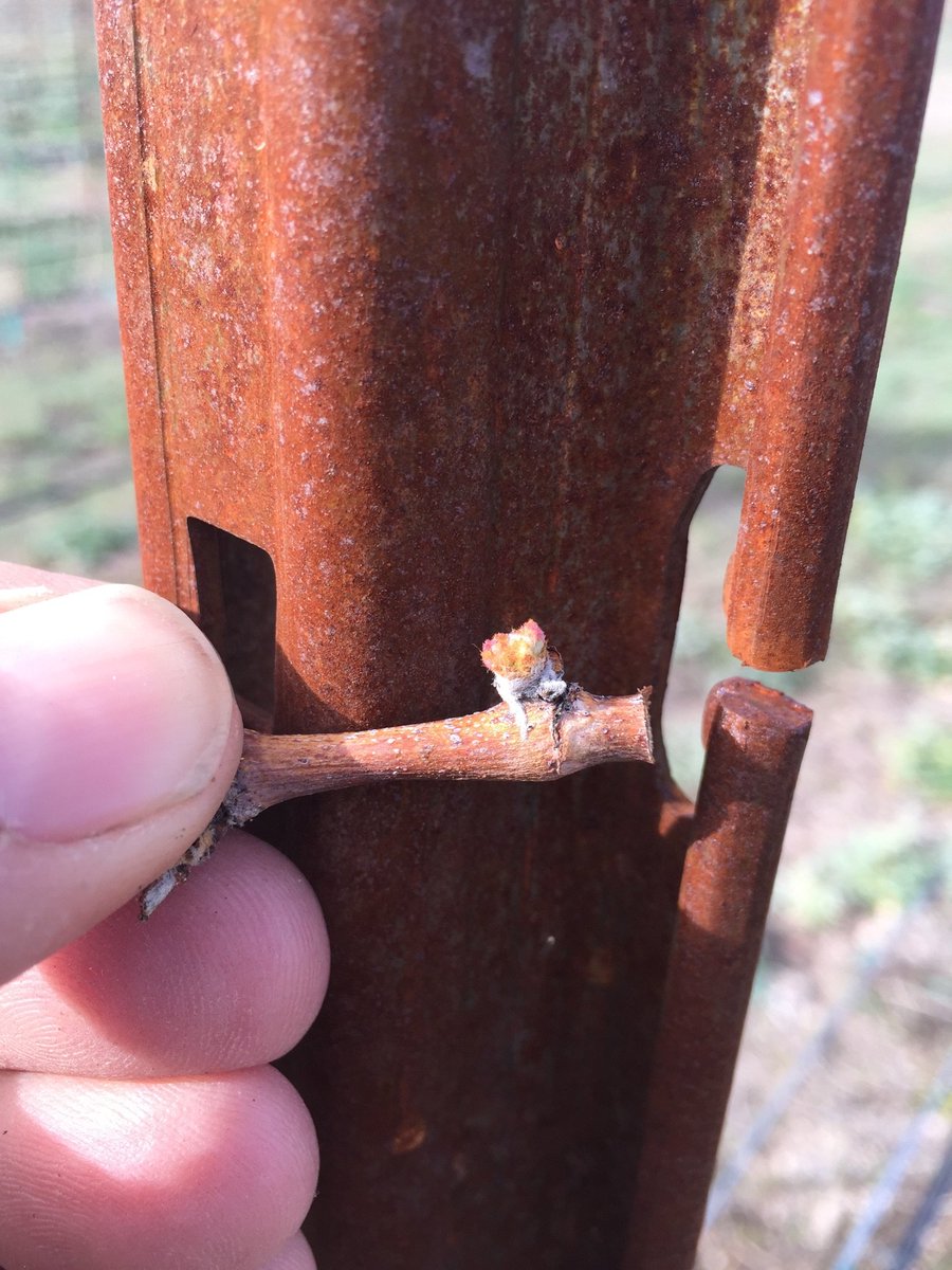 southwest_wine's tweet photo. Bud break in the Verde Valley. Taken by our vineyard foreman Ted Ferring. #harvest2016 @AZWineries @VVWineTrail https://t.co/BRW7fw5Cnj