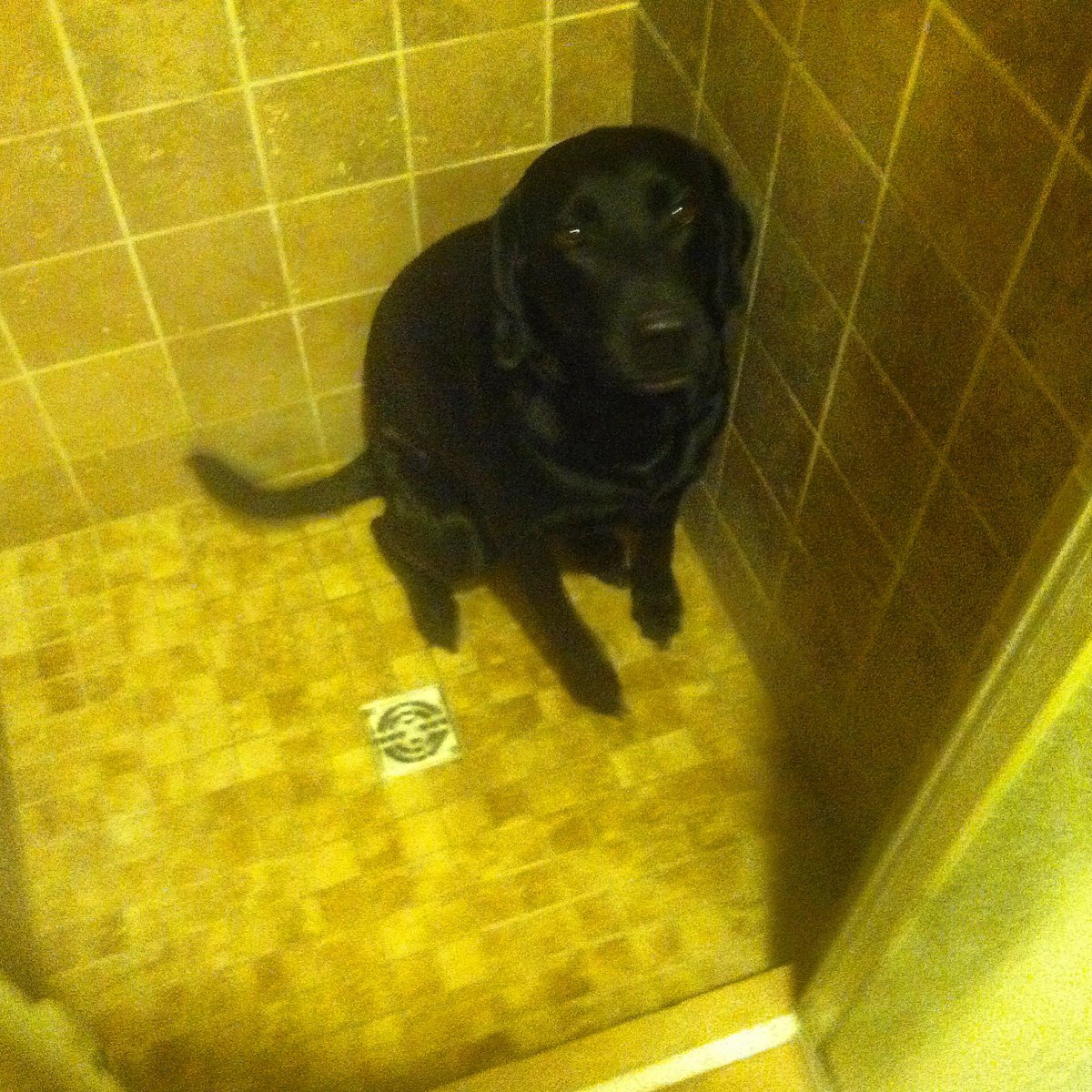 dogs_dig's tweet photo. Frida loves bath time! #DogsDig #DailyDog #DogsOfTwitter #BlackLab #BathTime #FridaBandita https://t.co/8iaLemhOZx