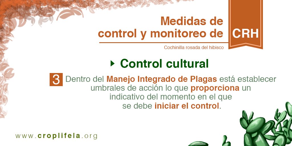 CropLife_La's tweet photo. Hoy compartimos con ustedes el #ControlCultural de la Cochinilla Rosada del Hibisco CHR. https://t.co/HvxKx0FzCq https://t.co/U79GIzjtFb