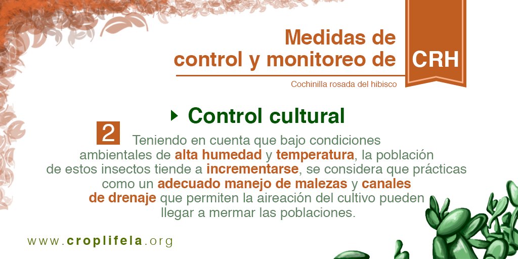 CropLife_La's tweet photo. Hoy compartimos con ustedes el #ControlCultural de la Cochinilla Rosada del Hibisco CHR. https://t.co/HvxKx0FzCq https://t.co/U79GIzjtFb