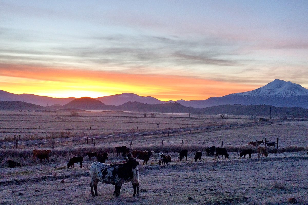 LSMtShastaNews's tweet photo. Monday morning's #sunrise from Grenada photographed by Lauren Steinheimer #MtShasta #cows #photography https://t.co/BvmUFSqlMj