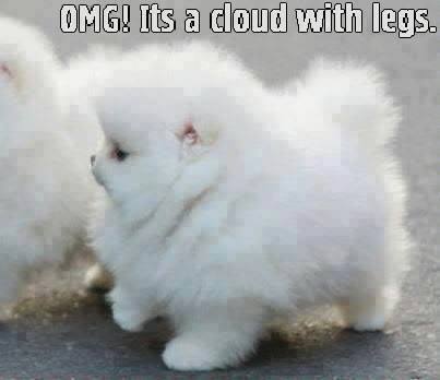 ListPosts's tweet image. #aww