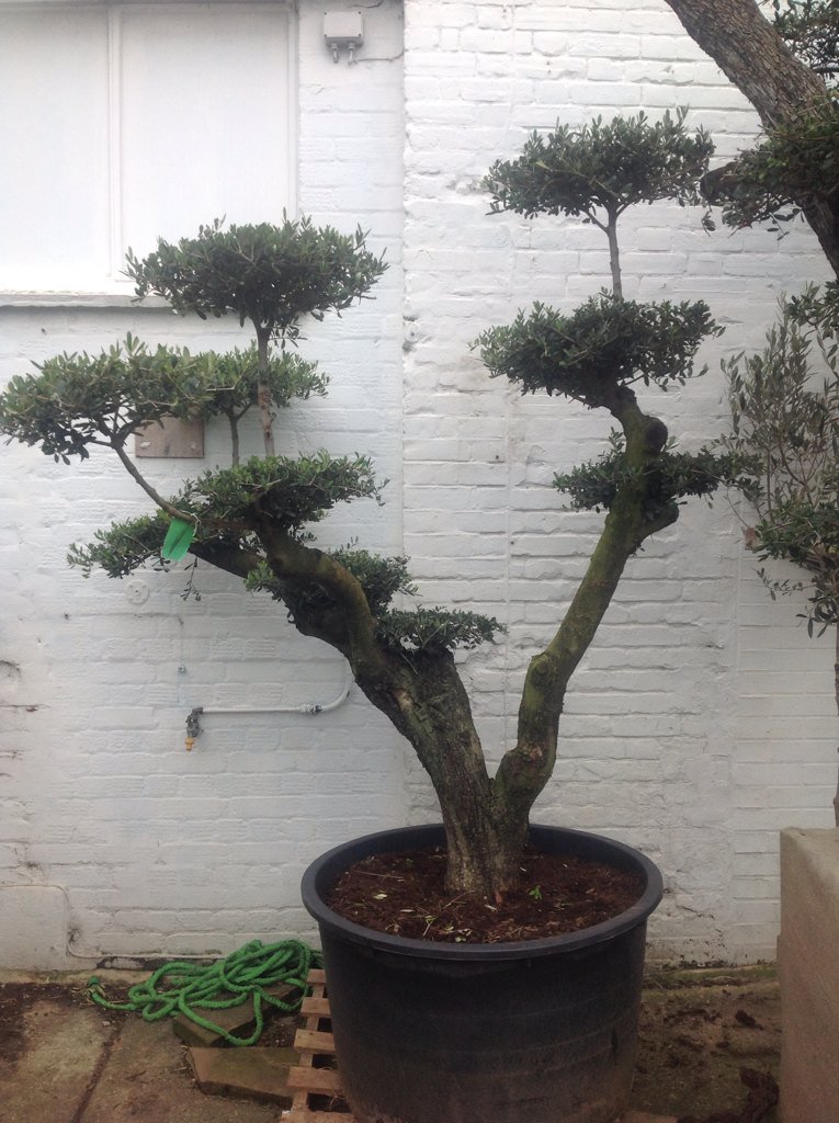 NorwichGardens's tweet photo. Olive Trees for sale. Shop online or visit our shop in Norwich. Free delivery. https://t.co/M78HPnXD1M https://t.co/wi2RlvbJEM