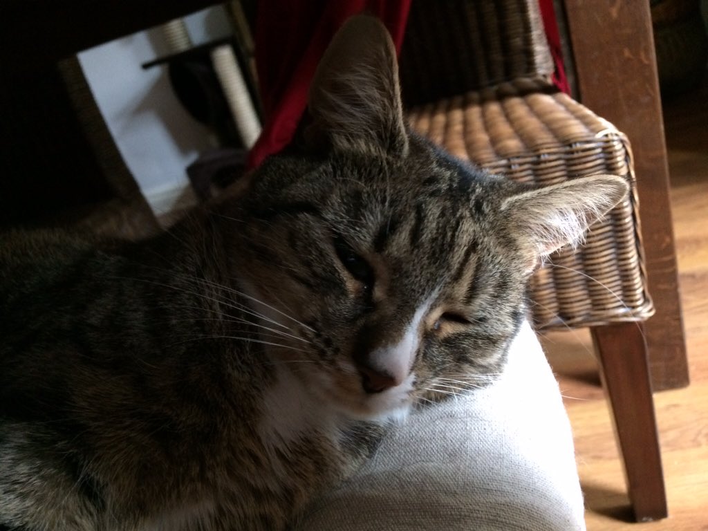 <a href="/tobypusscat/">Toby the Cat</a> <a href="/wurzel260654/">Sarah , Lucy,Nella and Wurzel .</a> thanks for the follow