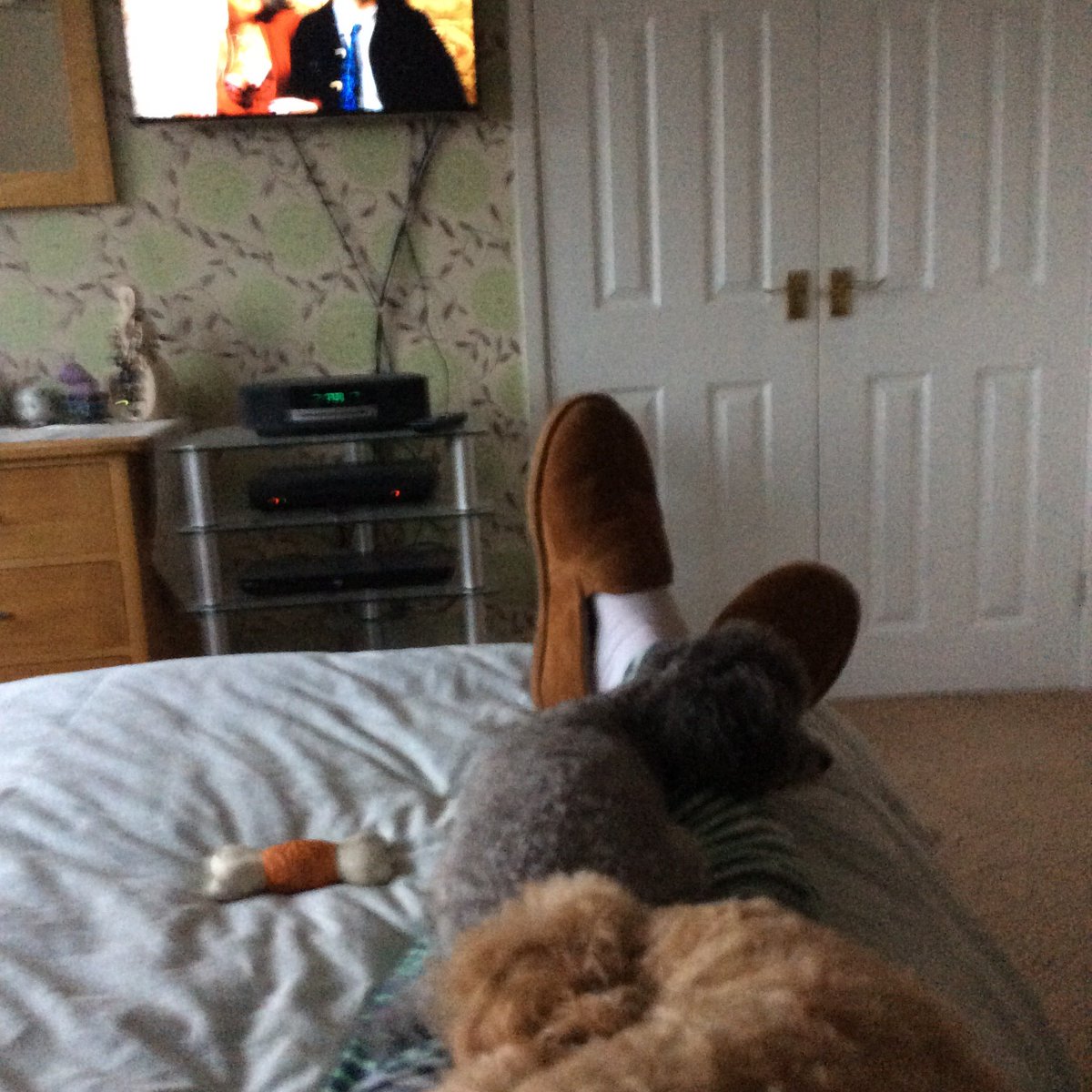 edbaker1965's tweet image. Watching #Technetvc whilst recovering from surgery #dogslovetechnetvc @maryjofoley
