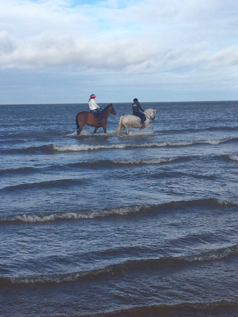 Beach play times! One very well behaved patterdale let off his lead in public!