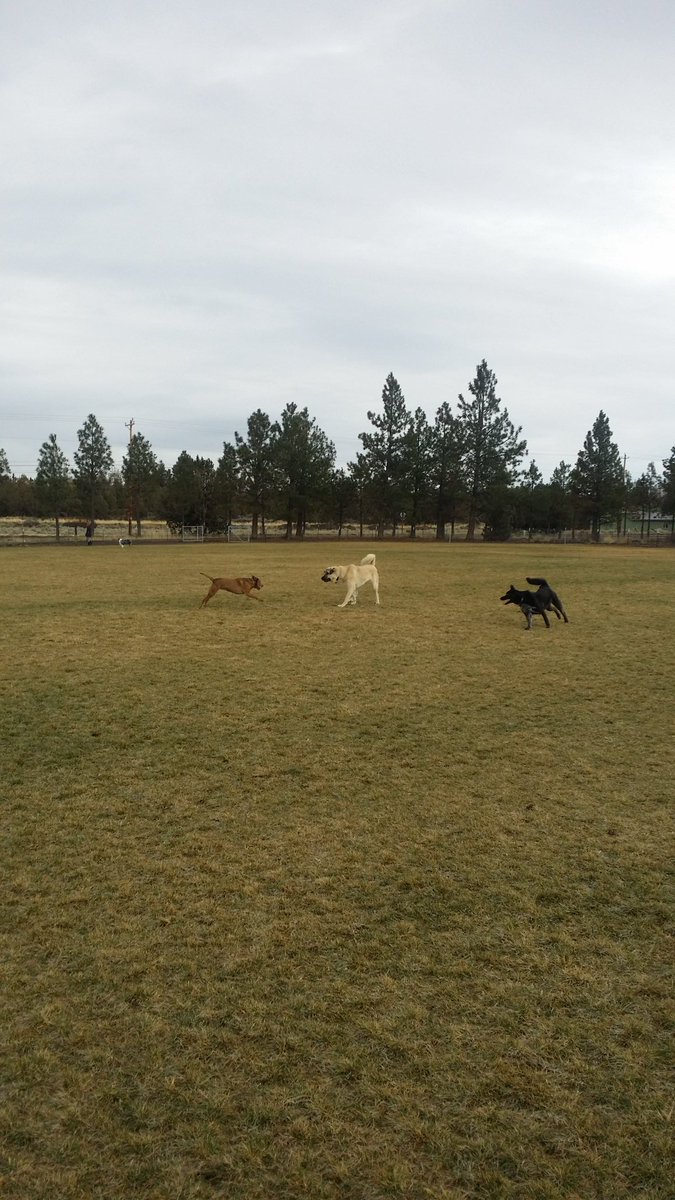 ProsWhisky's tweet photo. Today we salute #dogs and #doglovers. Here's to you! https://t.co/xU5gzDx6PU