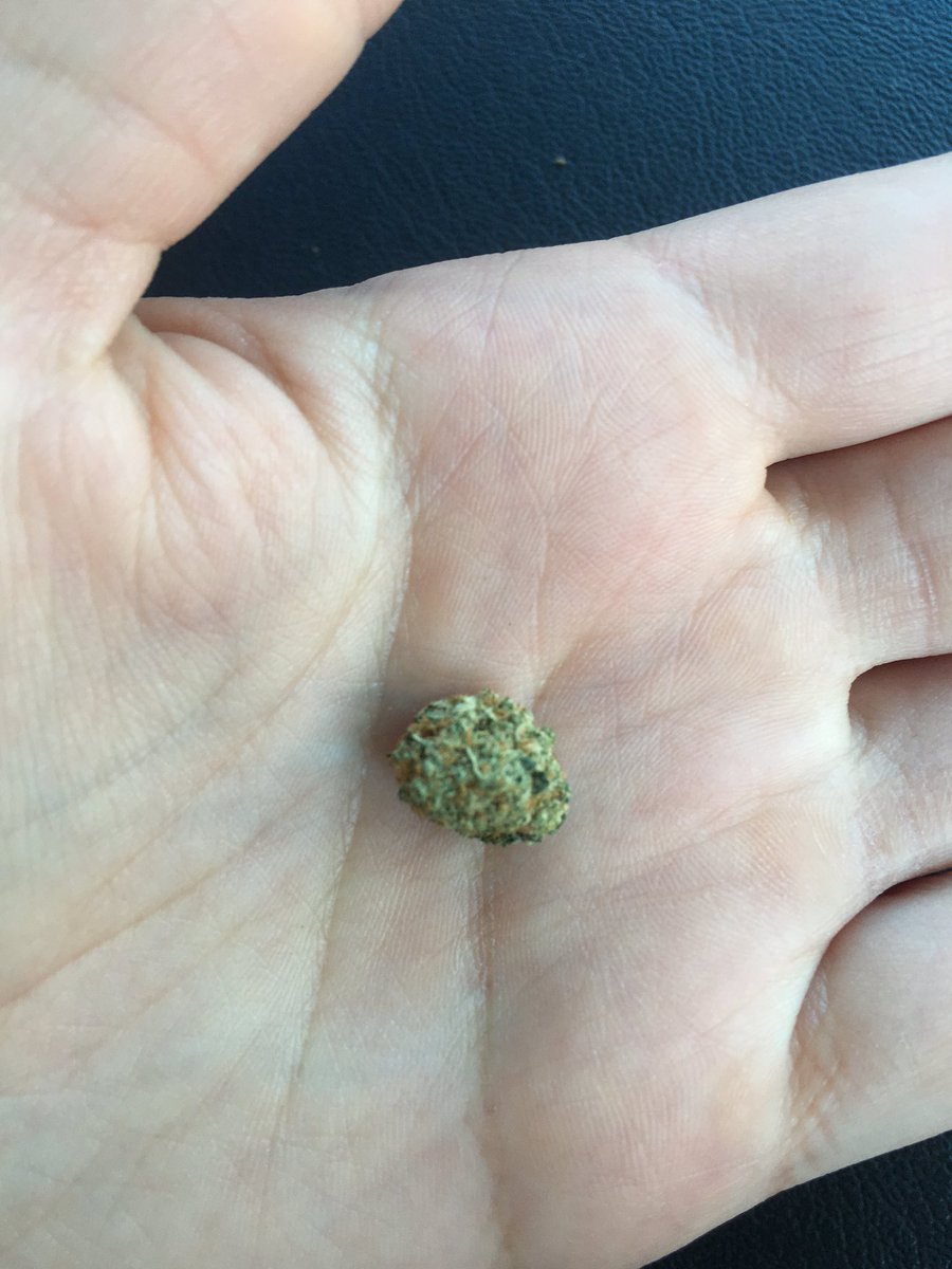 St0neyTurtle's tweet photo. Baby Pre98 Bubba kush nug 😎😍 https://t.co/6k2Nkk2qSf