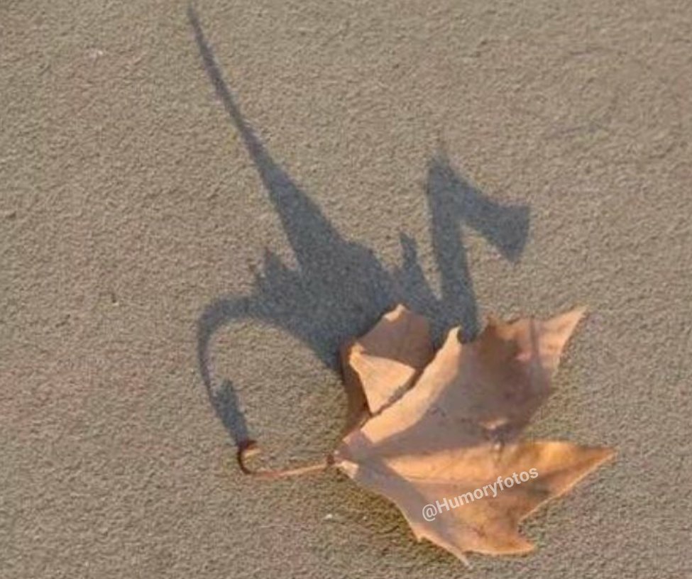 EI_Acertijo's tweet photo. Cuando crees que eres un dragón pero en realidad eres una simple hoja. https://t.co/IMiZ4K0Hll
