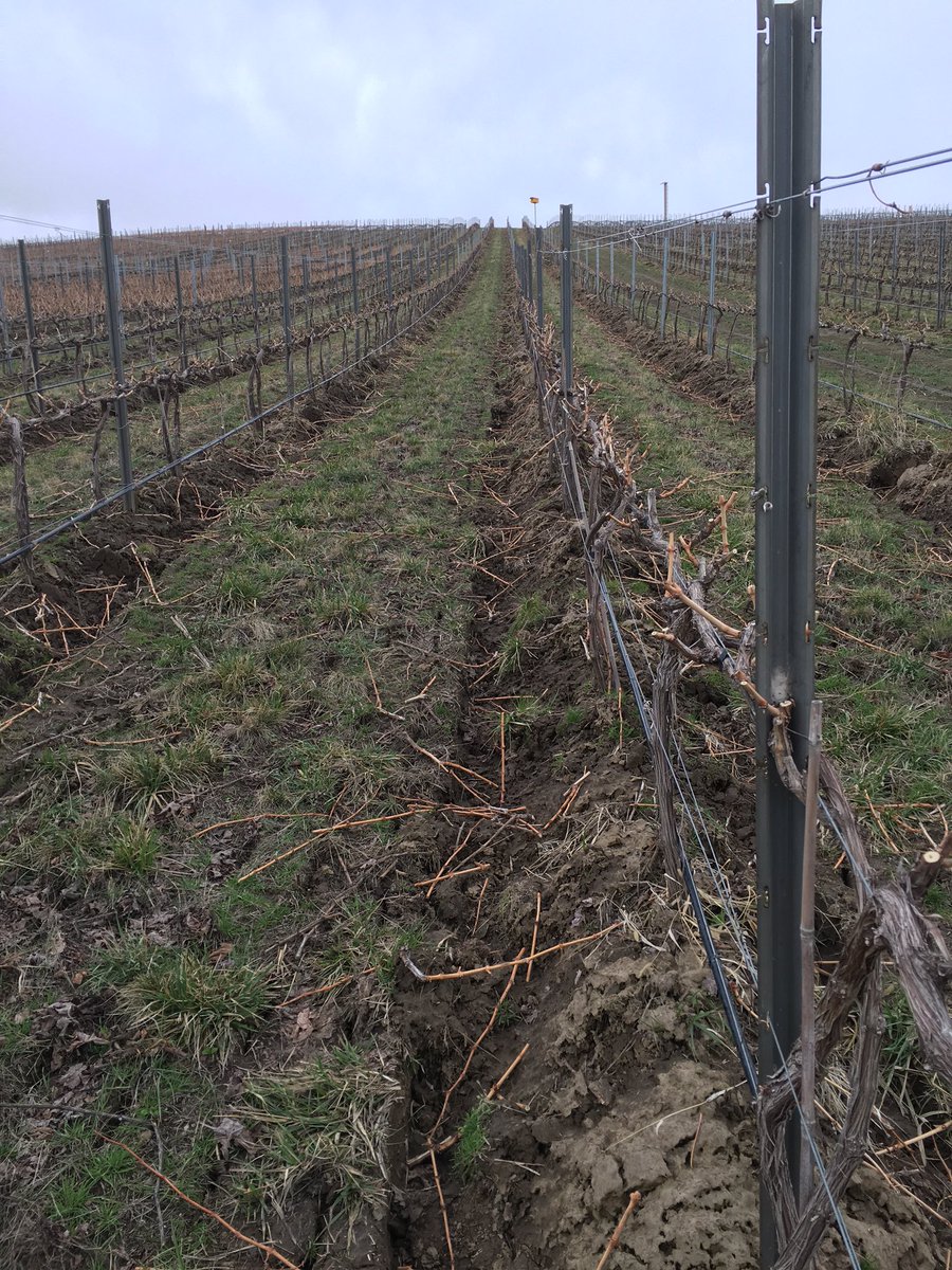 Pruning done on our XL Cabernet Sauvignon! Transformative time of year. #WallaWalla
