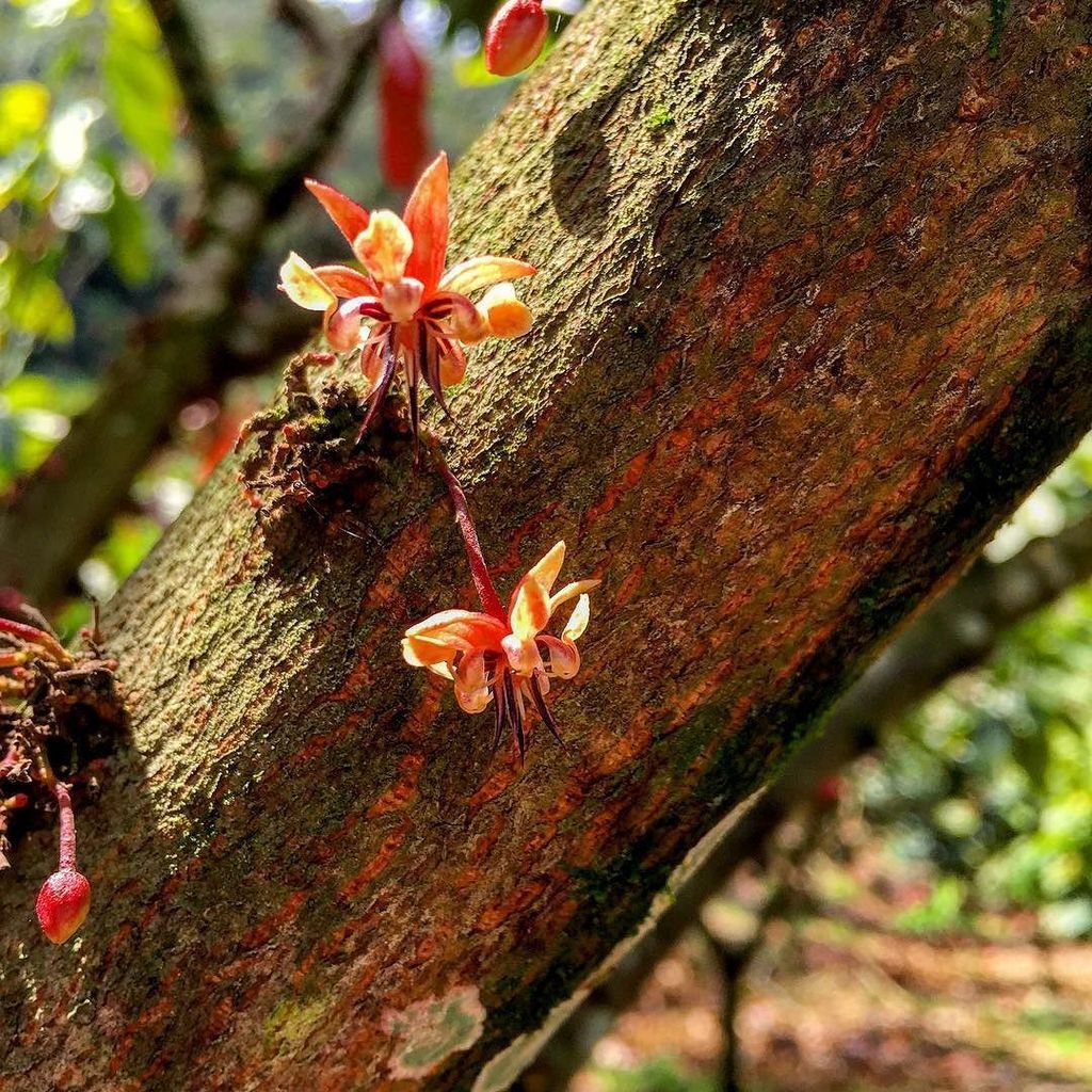JosiahMayo's tweet photo. #theobroma #cacao in bloom #craftchocolate #guatemala #cacaoverapaz https://t.co/M06om2K7nT