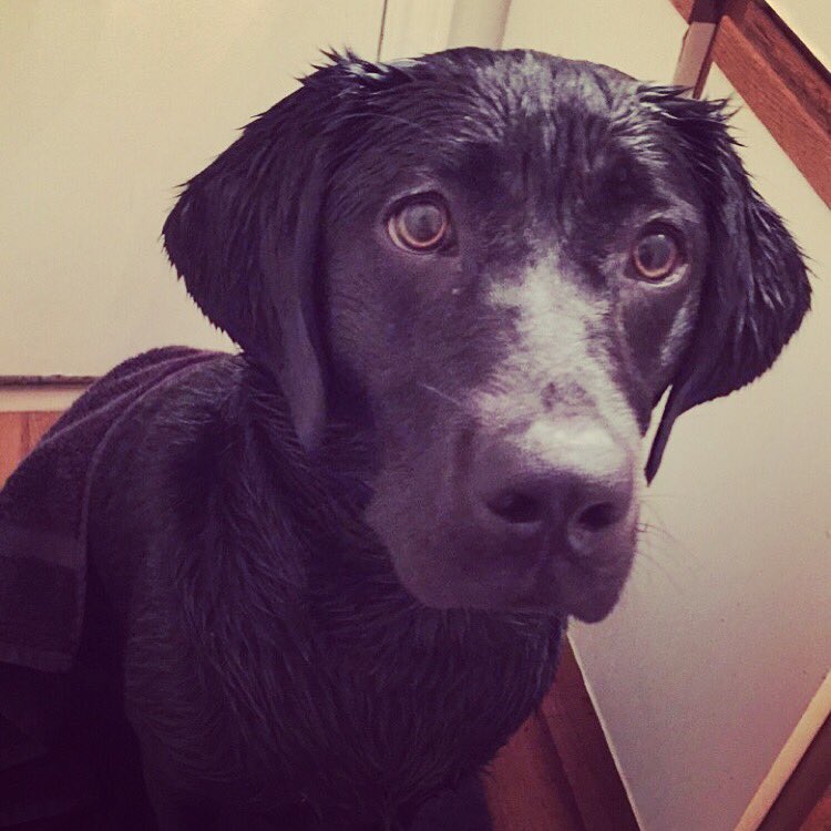 AmyClark26's tweet photo. #puppylove #luna #angeldog #loveher https://t.co/zHiwk5LSTr