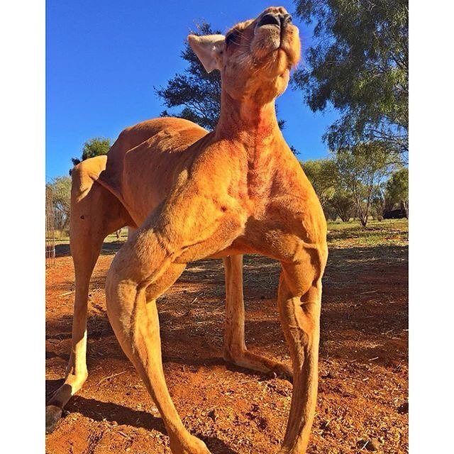 Mr_wintery_wolf's tweet photo. @renegade_roo I never knew you lift xD I saw this and the first thing I thought was you xD https://t.co/v9gzTfyZFt