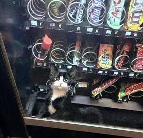 Apparently they come in vending machines now. #cat #kitty #weird #funny #silly #kitten #cute https://t<a href="/tag/cute"class="tags"><span>#cute</span></a><a href="/tag/kitty"class="tags"><span>#kitty</span></a><a href="/tag/funny"class="tags"><span>#funny</span></a><a href="/tag/silly"class="tags"><span>#silly</span></a><a href="/tag/cat"class="tags"><span>#cat</span></a><a href="/tag/weird"class="tags"><span>#weird</span></a><a href="/tag/kitte"class="tags"><span>#kitte</span></a>