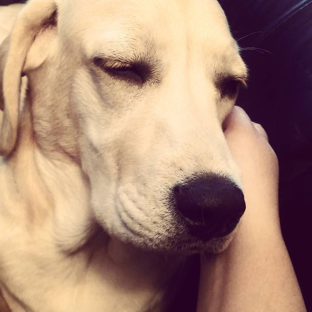 bakemehappycom's tweet photo. #someserious #earaction #makesmefallasleep #zzzz #labrador #love #labradorsofinstagram #la… https://t.co/rnyIueBjMF https://t.co/bk71tNJWkn
