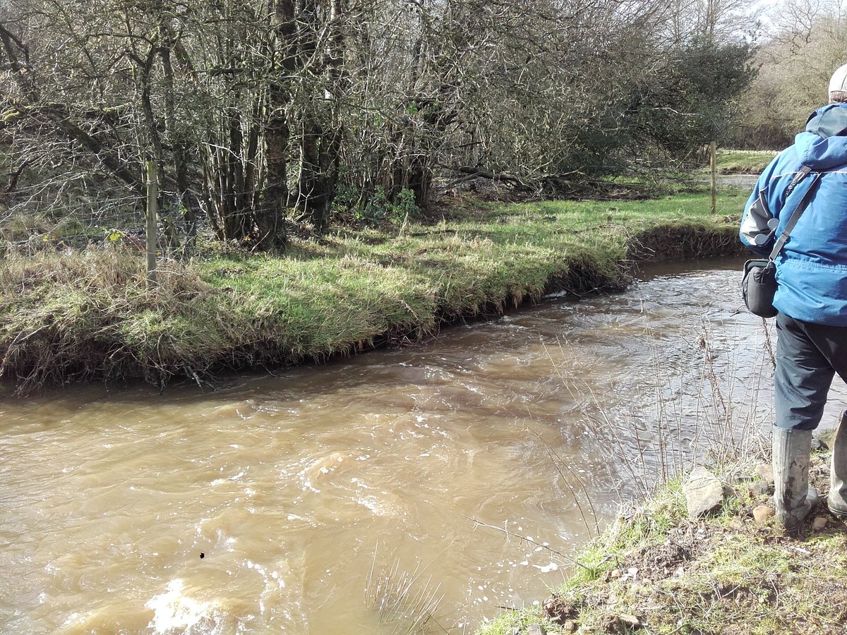 Planningworks to improve Coombes brook SSSI with @StaffsWildlife in  @ChurnetValley #woodydebris and stock fencing