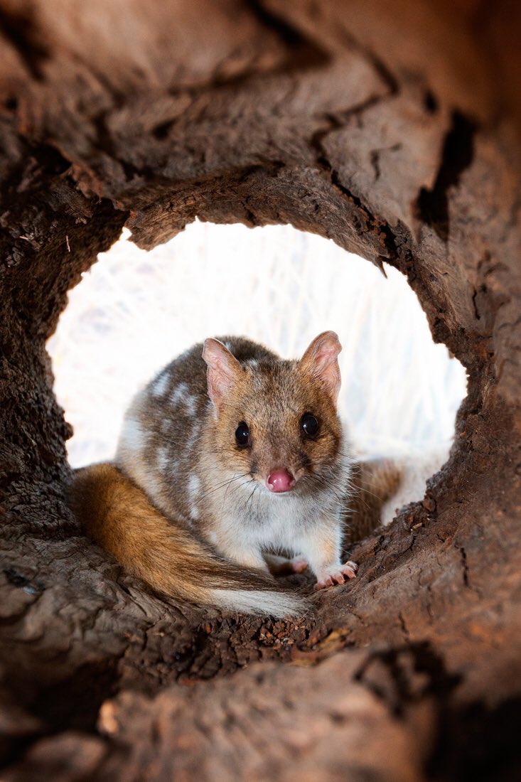 MulligansFlat's tweet photo. With great pleasure we welcome our newest arrivals to mulligans - Eastern Quolls! @TSCommissioner @MFGO_Exp https://t.co/E48ijEDoOu