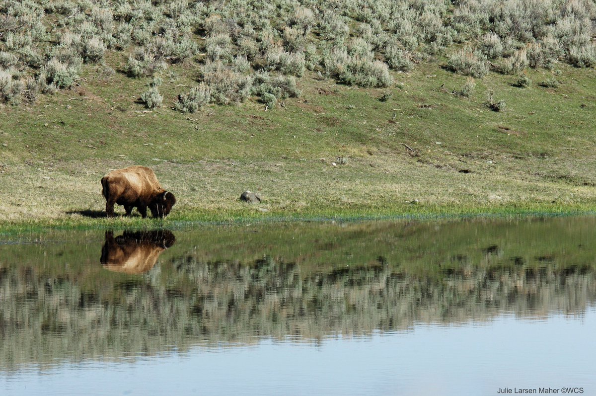 TheWCS's tweet photo. Great news! House committee today passed a bill to make bison the national mammal. Next stop House floor! #VoteBison https://t.co/WqDXyaGQA4