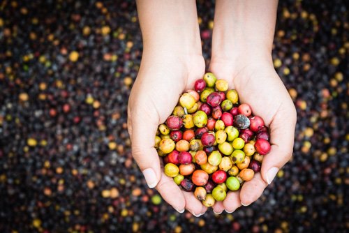 CICR's tweet photo. What will the hot #coffee trends be in 2016? Here's what we think you'll hear about: https://t.co/HaazJRNjbz #Camano https://t.co/3BCRsDbjUM