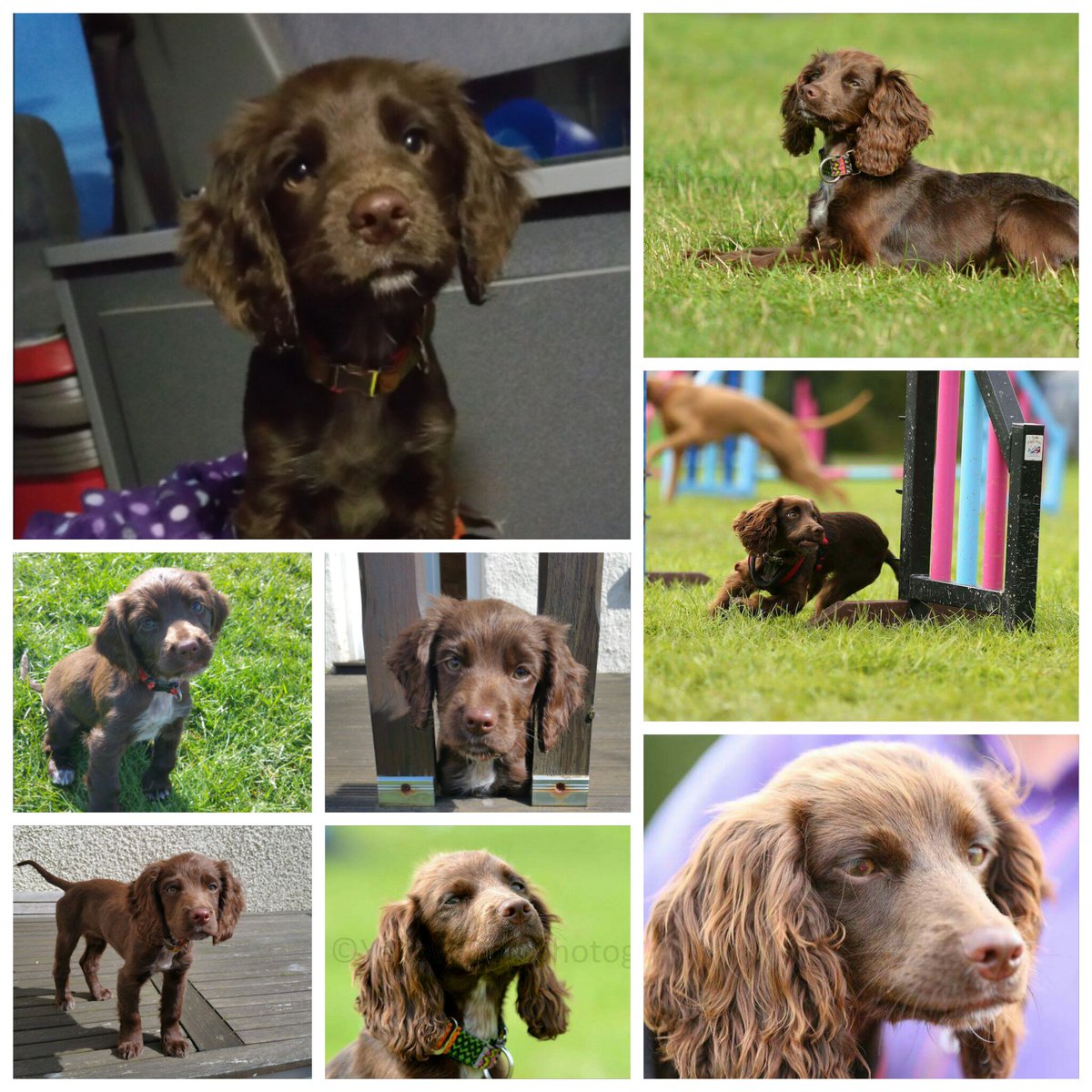 SarahJFarquhar's tweet photo. Love my crazy #devongem Epic 😍 xxx https://t.co/0EQ0i8wEL4