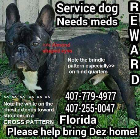 ROMPonFB's tweet photo. Dognapped in Jan 2016. Dez has been caught up in epidemic sweeping nation! We can help. R/T! @ginerg57 #BringDezHome https://t.co/Pyp0Str00O