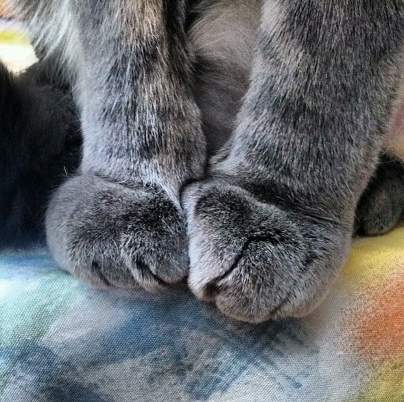 лапки. кошачья лапка. лапки животных. фотки лапок. лапка котика подушечки.
