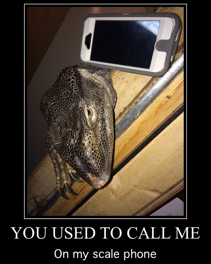 TWORChicago's tweet photo. #dre is one cool black throat monitor! #reptiles #Chicago #Apple https://t.co/lJ2wx3F2ix