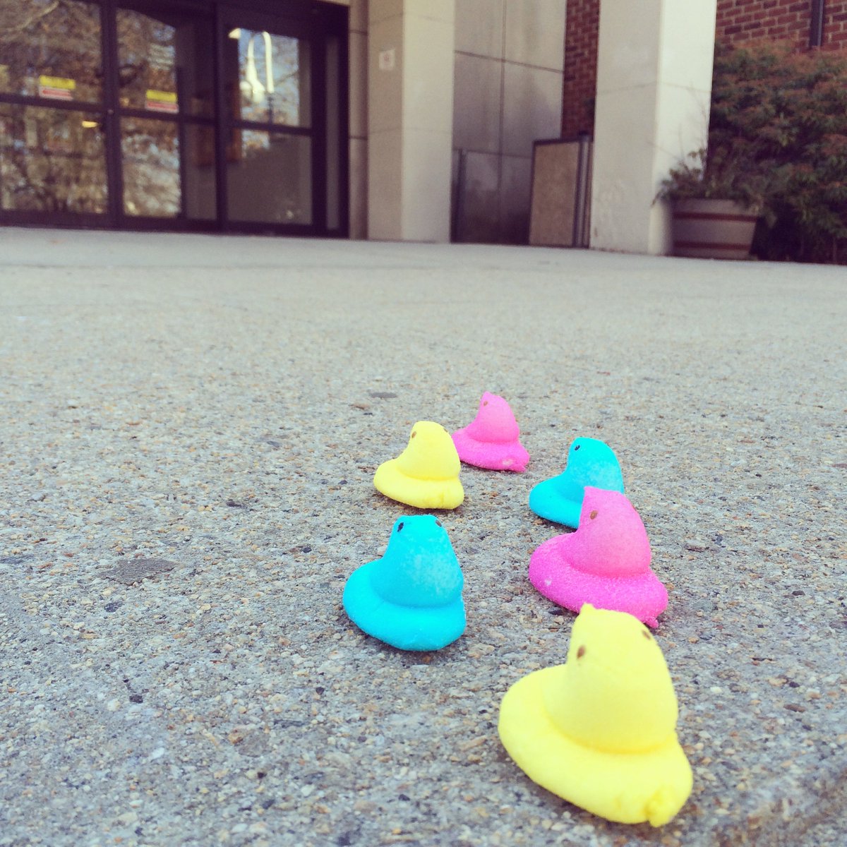 WeaverLibrary's tweet photo. It's starting to feel like spring so we're welcoming our #Peep friends back to #WeaverLibrary! https://t.co/L7qrnqs7Nc