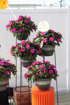 ClassicHG's tweet image. Our Home Depot Exclusive Select Containers at SpringTrials @FlowersBySakata Everybody loves Sunpatiens! #BringSpring