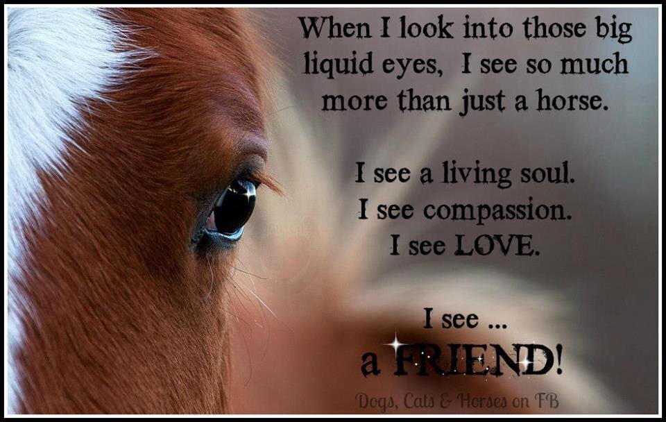 canadashorses's tweet photo. Support Canadian #horses rescue this #CharityTuesday 😘 @JMRescue @Goandplaystable @circle_f_horses @RidgeRescue https://t.co/lhMNTc2qOJ