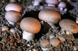 Le prix de la meilleure vente FreshRelay en 2015 est attribué au Mélange du Jardin de notre partenaire <a href="/PotagerCity/">Potager City</a>