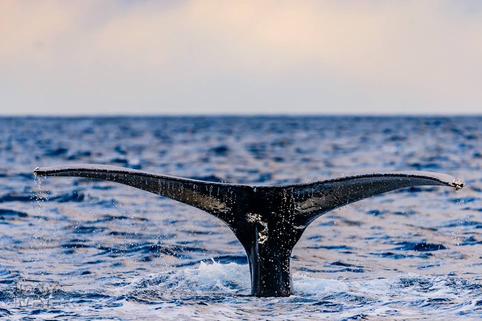 JazzyDolphin's tweet photo. Together we can SAVE THE WHALES
Join #OpWhales #Anonymous 
https://t.co/v74hAO5Bya https://t.co/t7lwG8Ysd6