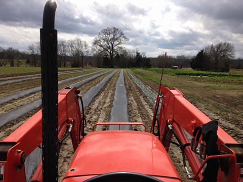 twodogfarmsllc's tweet photo. Broccoli and cauliflower being planted before the rain. Feels like Spring! https://t.co/rwtZMnceF2