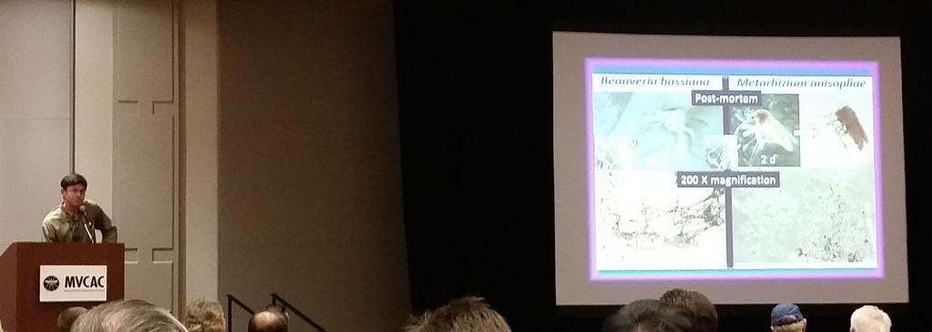 ento_maniac's tweet image. David Popko (@UCRentomology @UCRiverside)- using fungi instead of #pesticides to control #mosquitoes. #MVCAC2016